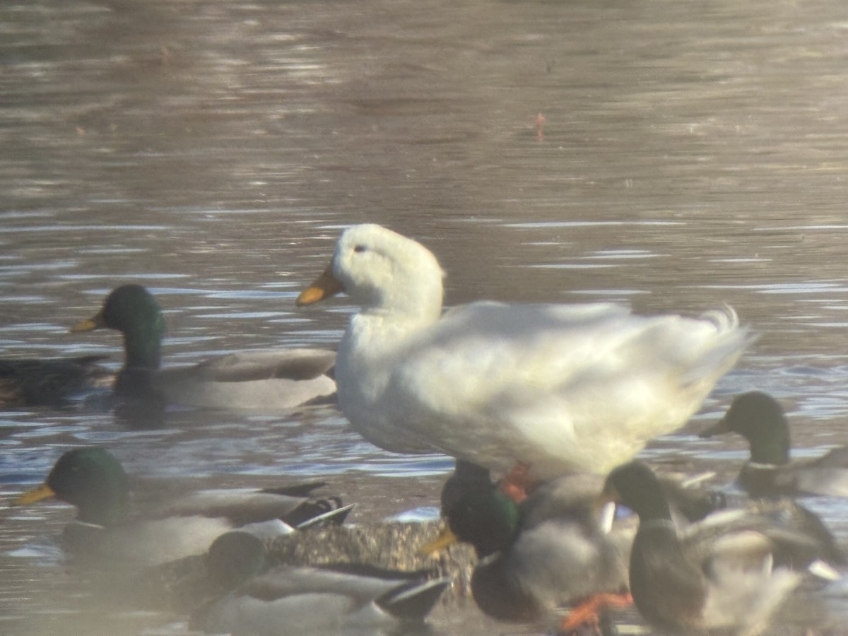 duck sp. - ML626618147
