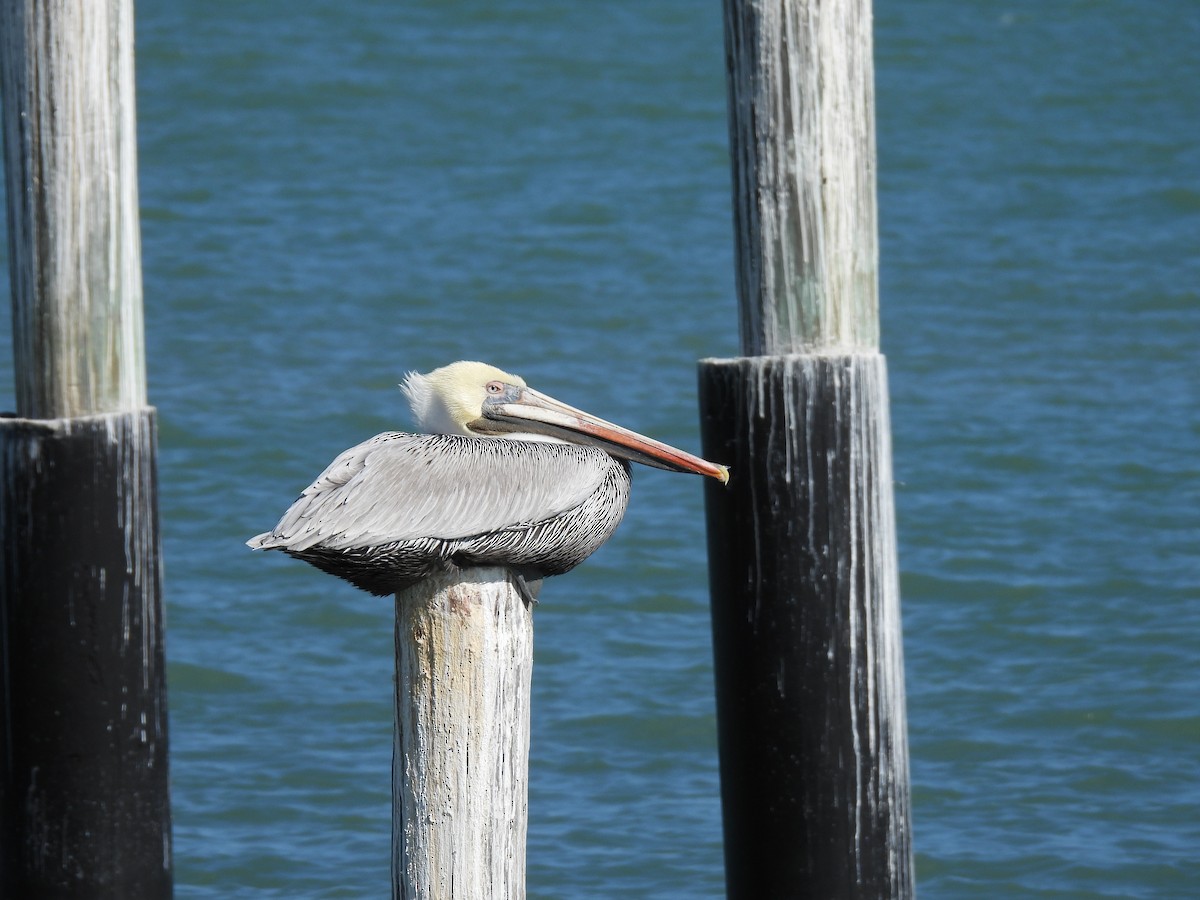 Brown Pelican - ML626618232