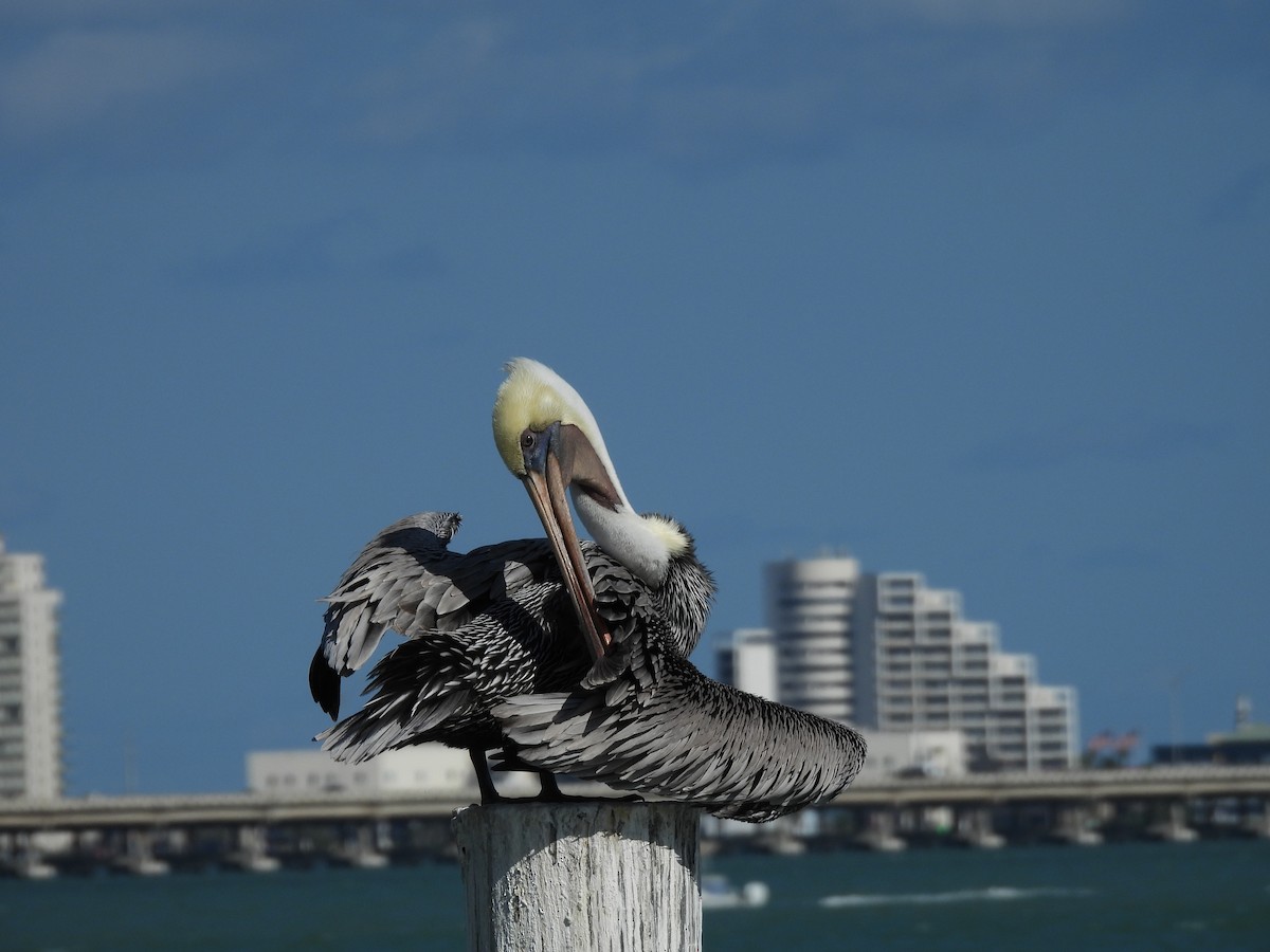 Brown Pelican - ML626618233