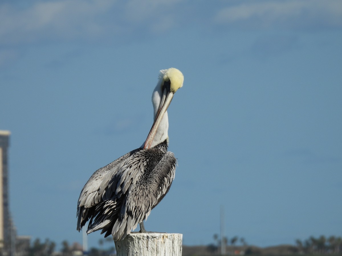 Brown Pelican - ML626618234