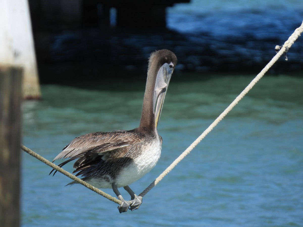 Brown Pelican - ML626618241