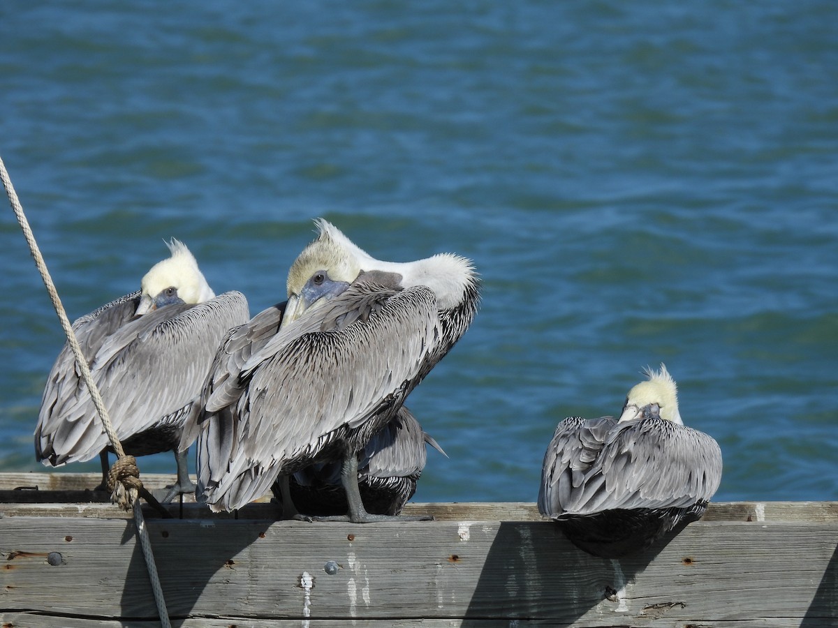 Brown Pelican - ML626618242