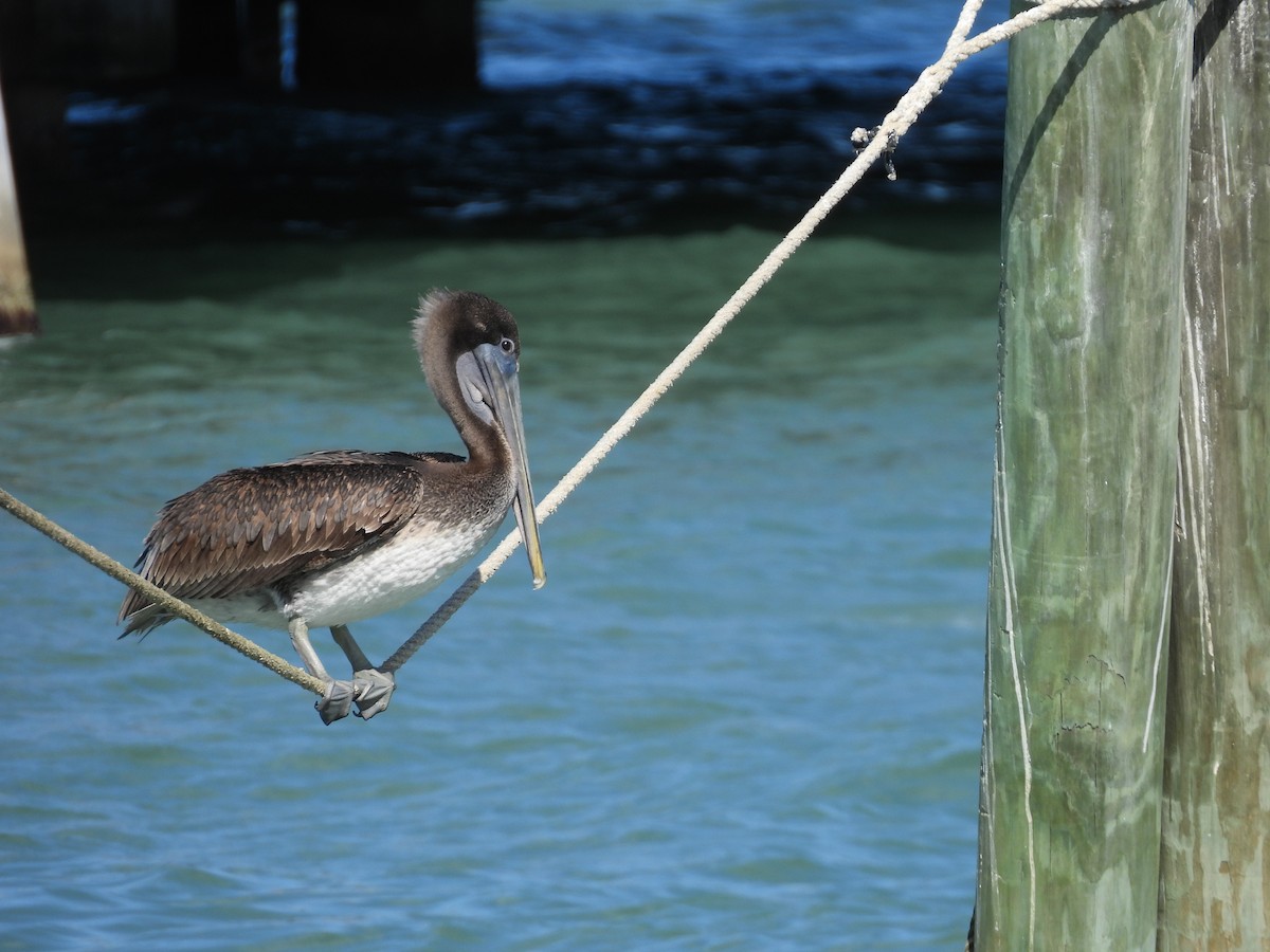 Brown Pelican - ML626618244