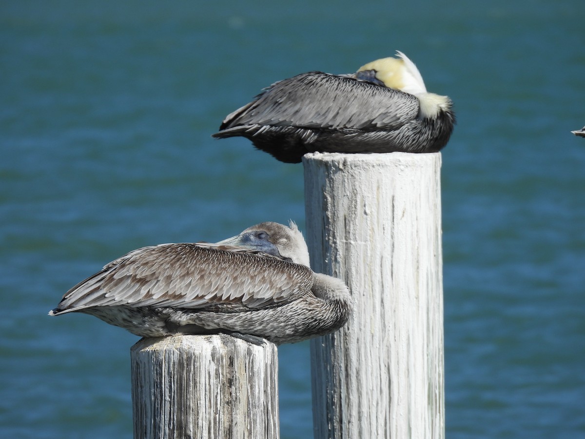 Brown Pelican - ML626618245
