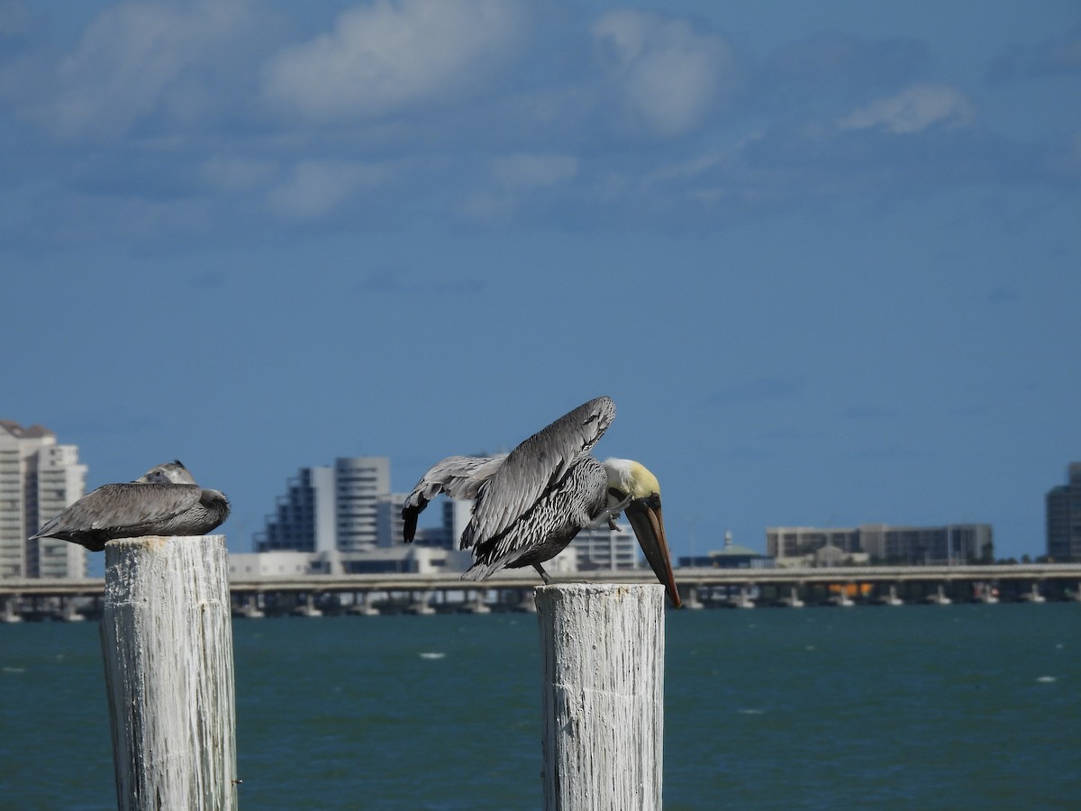 Brown Pelican - ML626618246