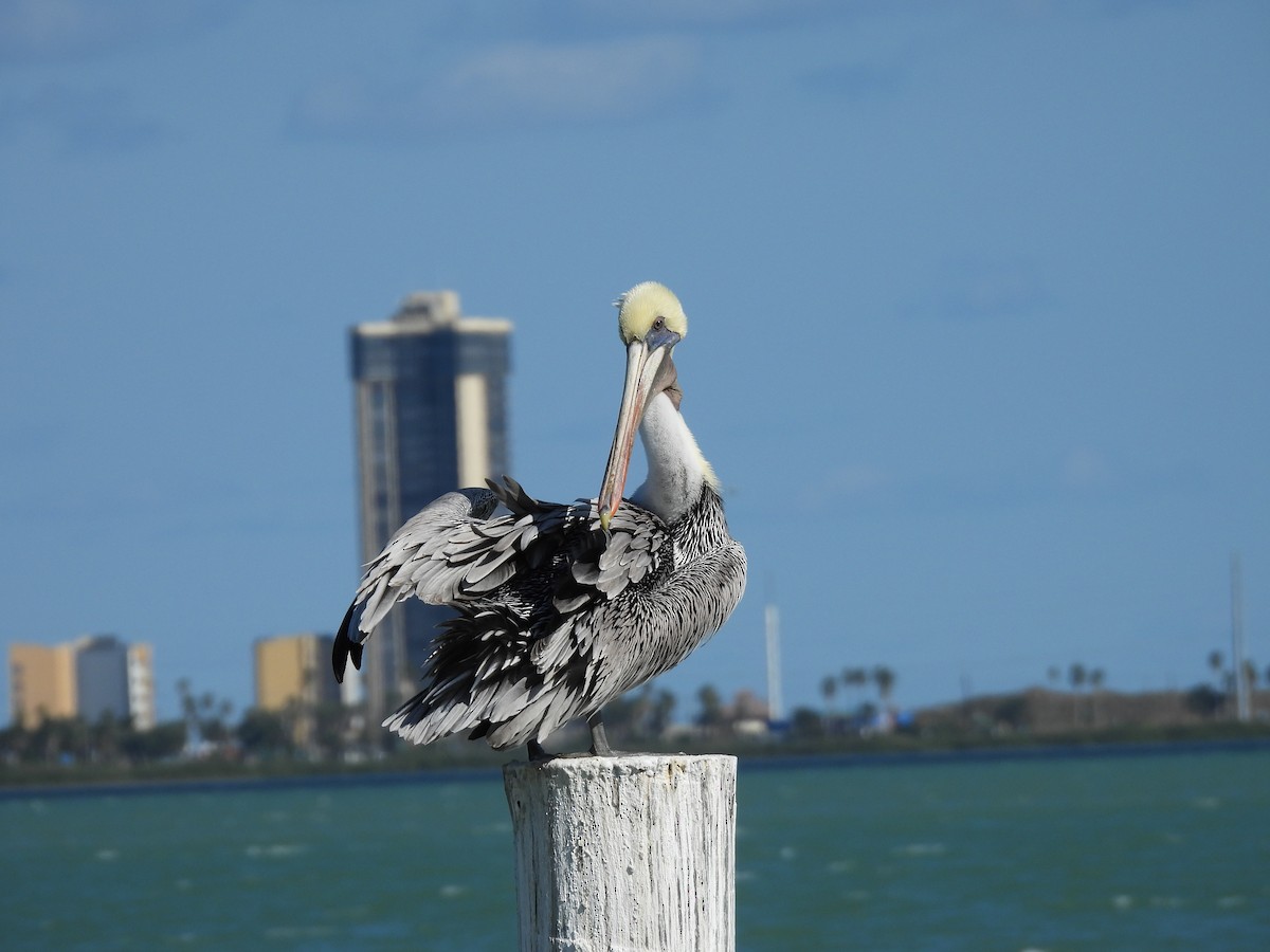 Brown Pelican - ML626618247