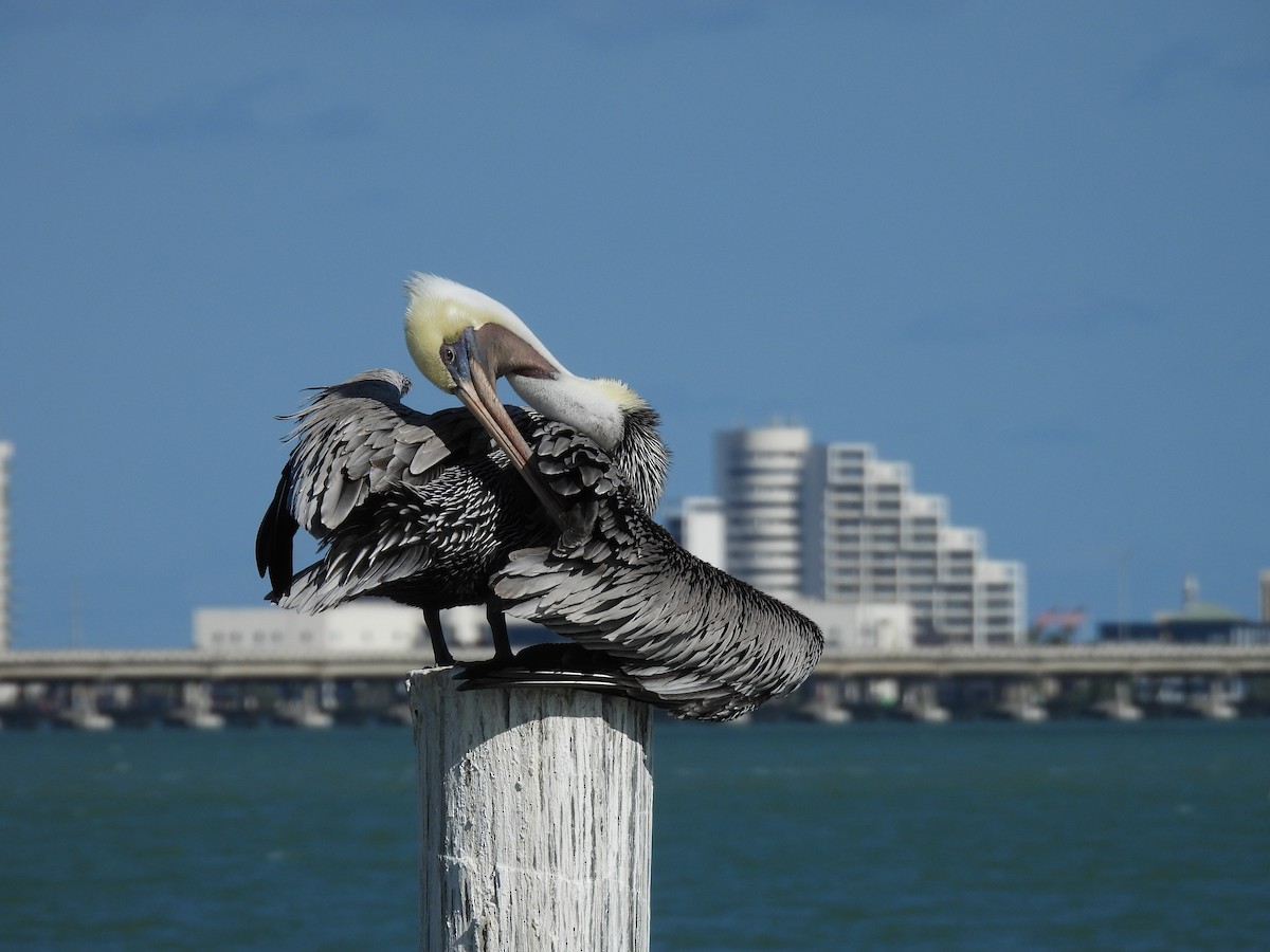 Brown Pelican - ML626618248