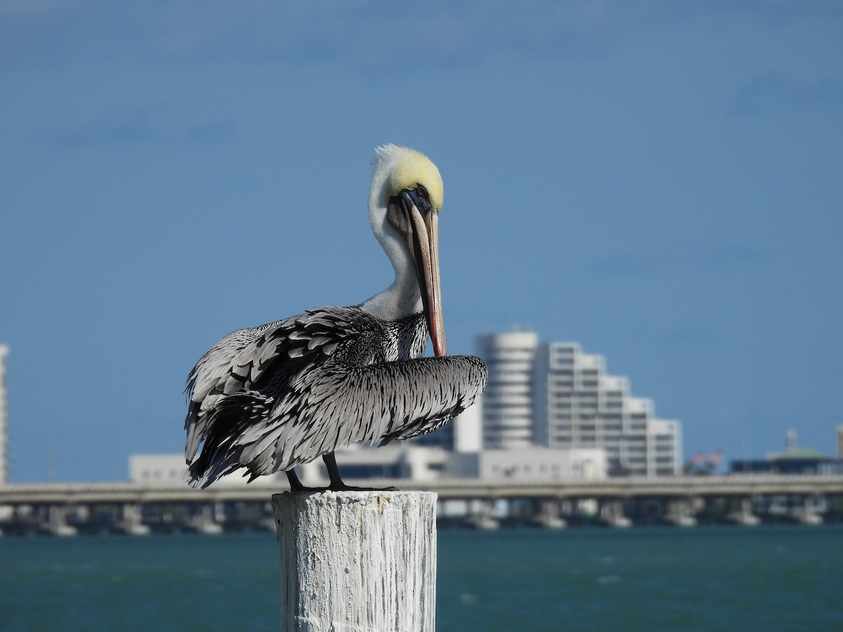 Brown Pelican - ML626618250