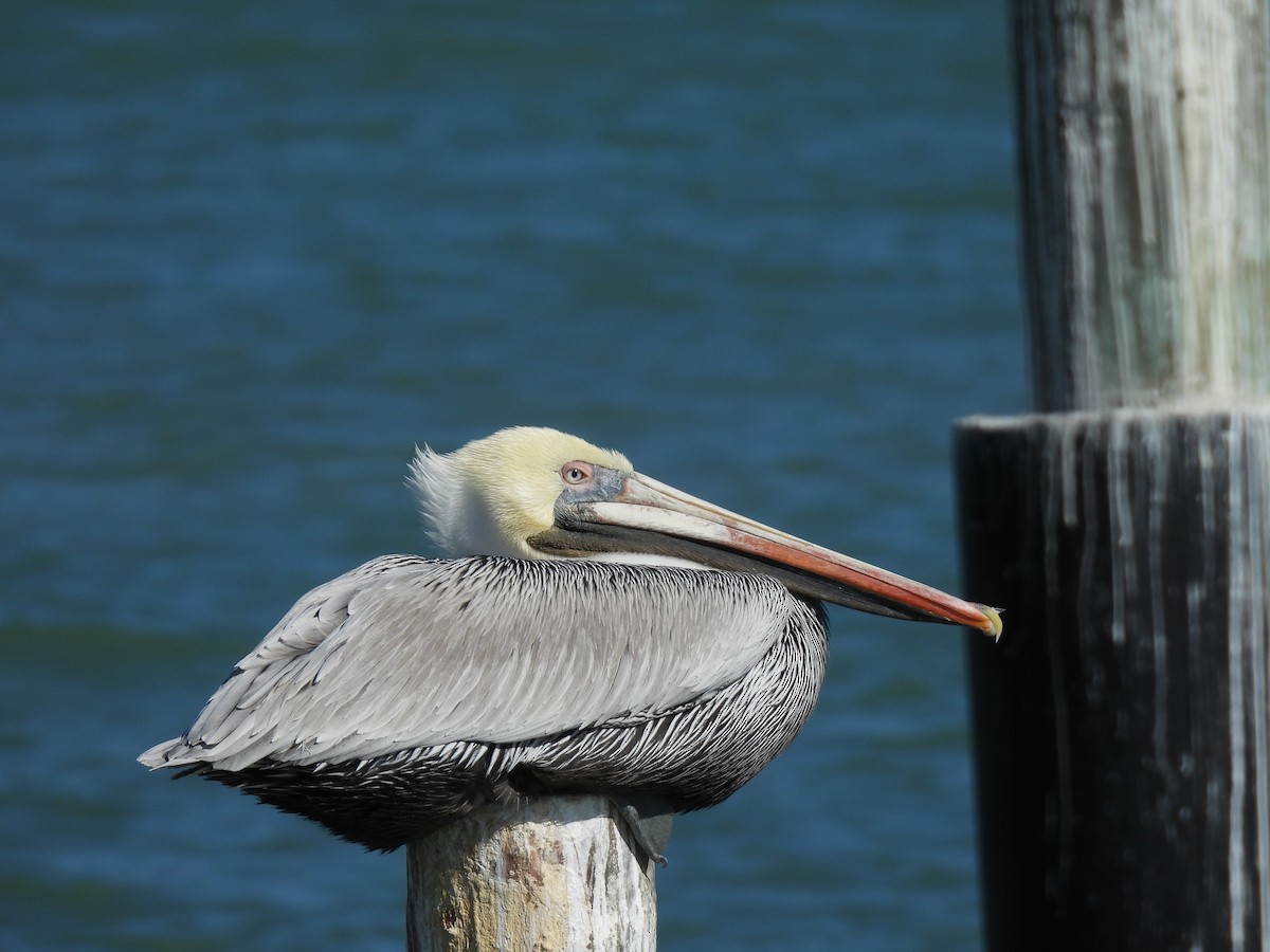 Brown Pelican - ML626618251