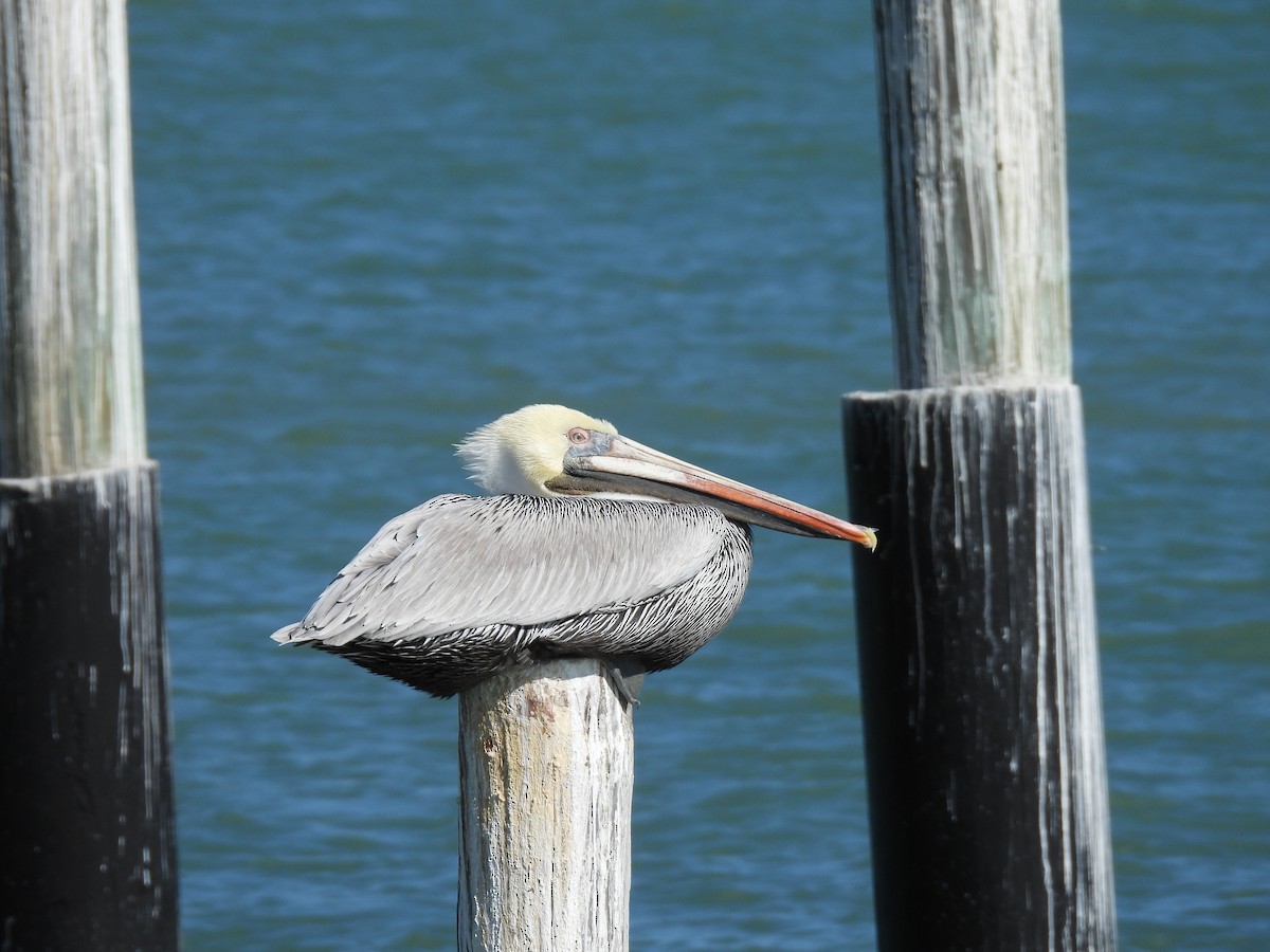 Brown Pelican - ML626618252