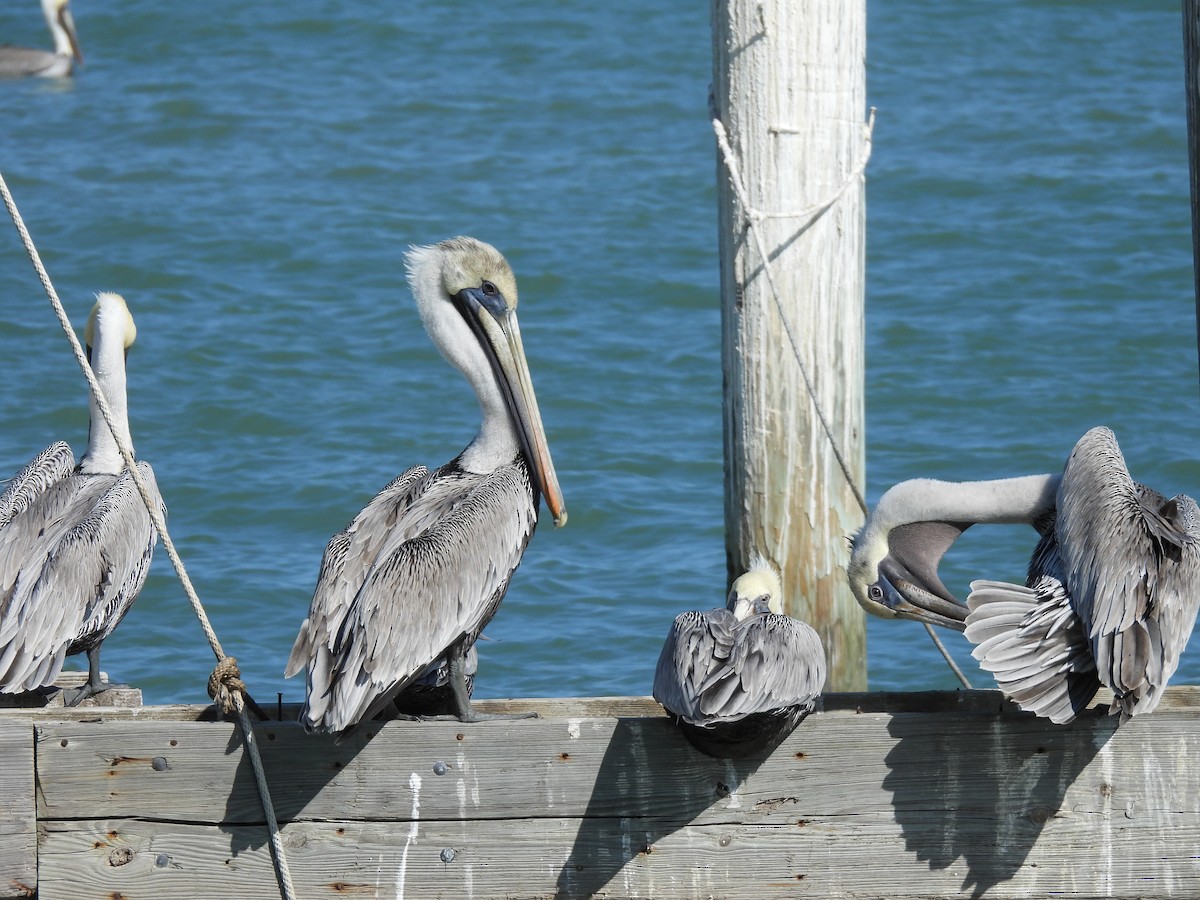 Brown Pelican - ML626618253