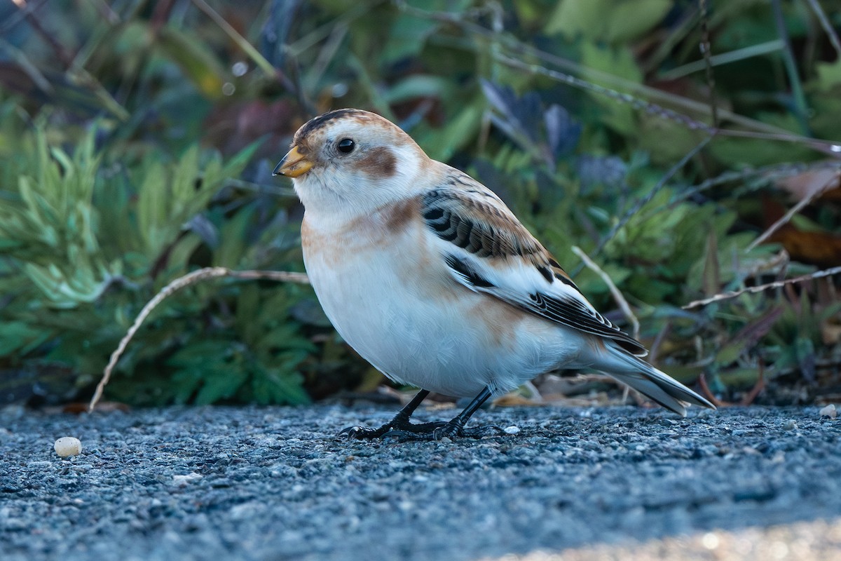 Snow Bunting - ML626618259