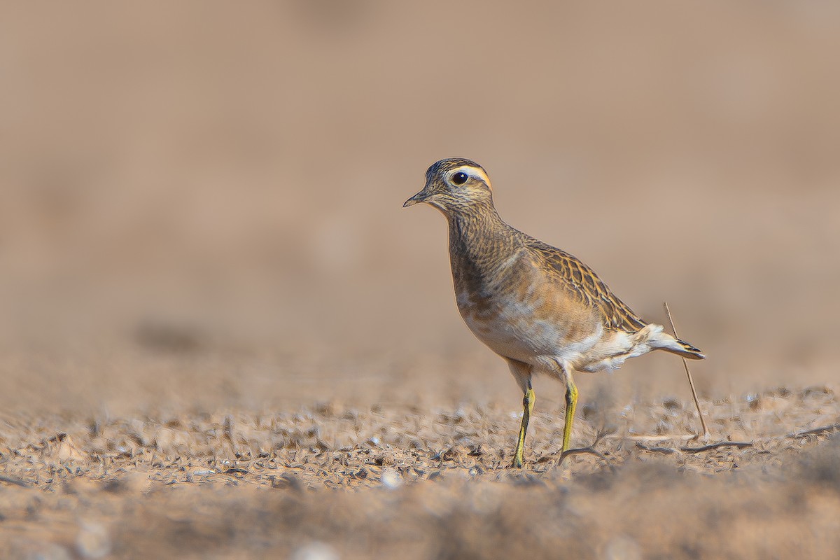 Eurasian Dotterel - ML626618269