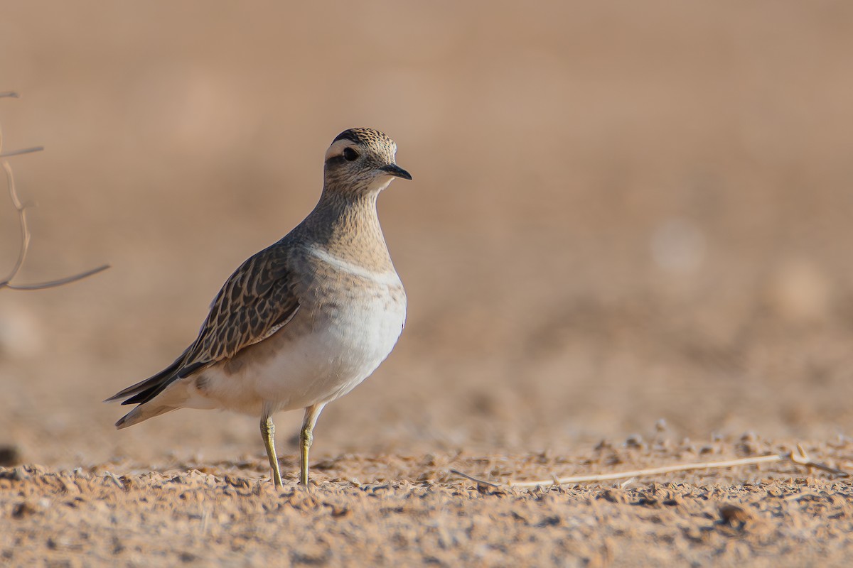 Eurasian Dotterel - ML626618282