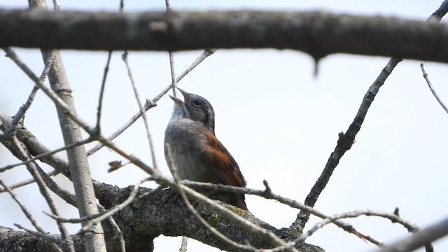 Swamp Sparrow - ML626618300