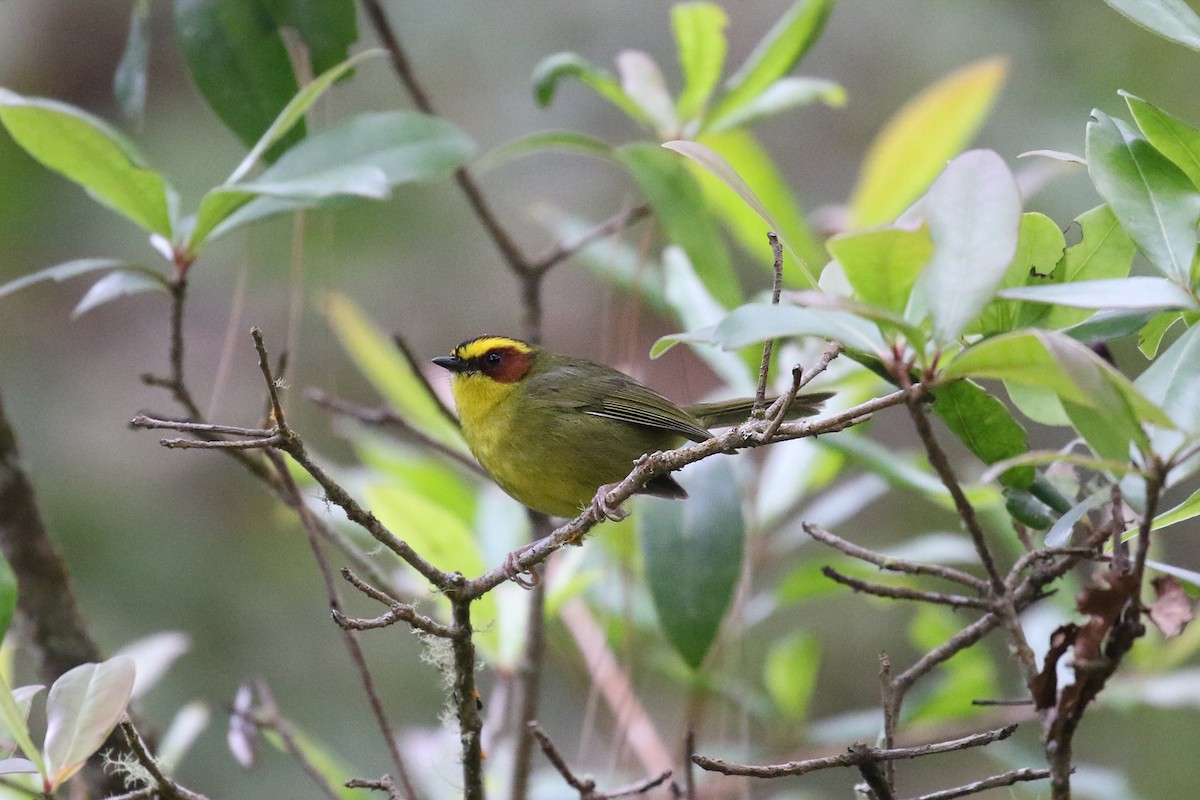 Golden-browed Warbler - ML626618421