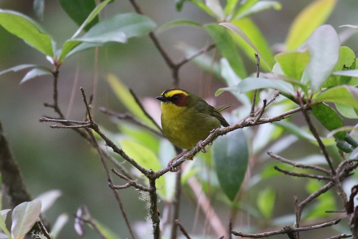 Golden-browed Warbler - ML626618425