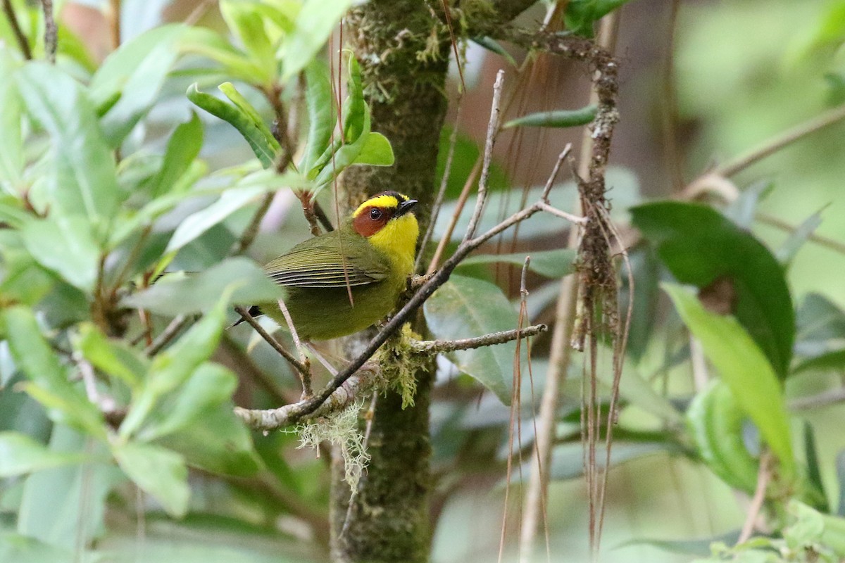 Golden-browed Warbler - ML626618427