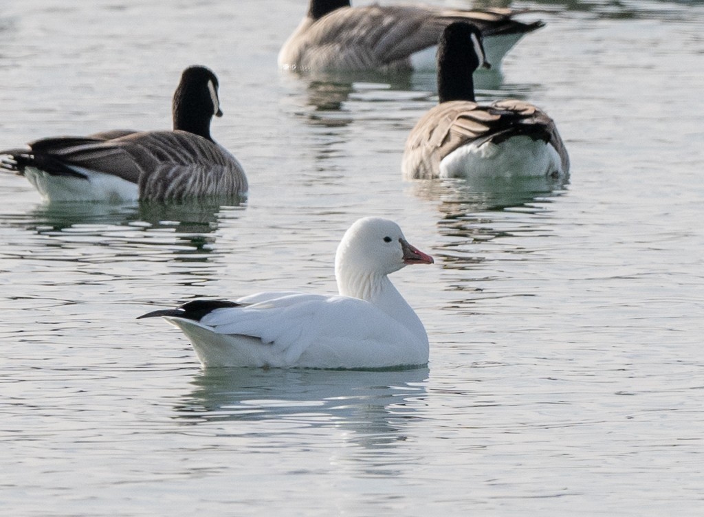 Ross's Goose - ML626618454