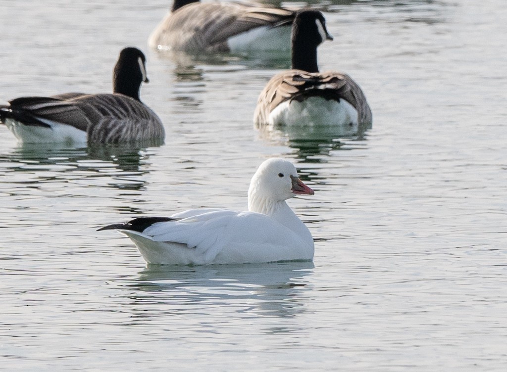 Ross's Goose - ML626618455