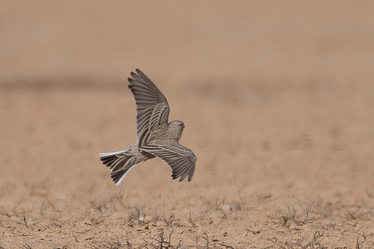 Mediterranean Short-toed Lark - ML626618594