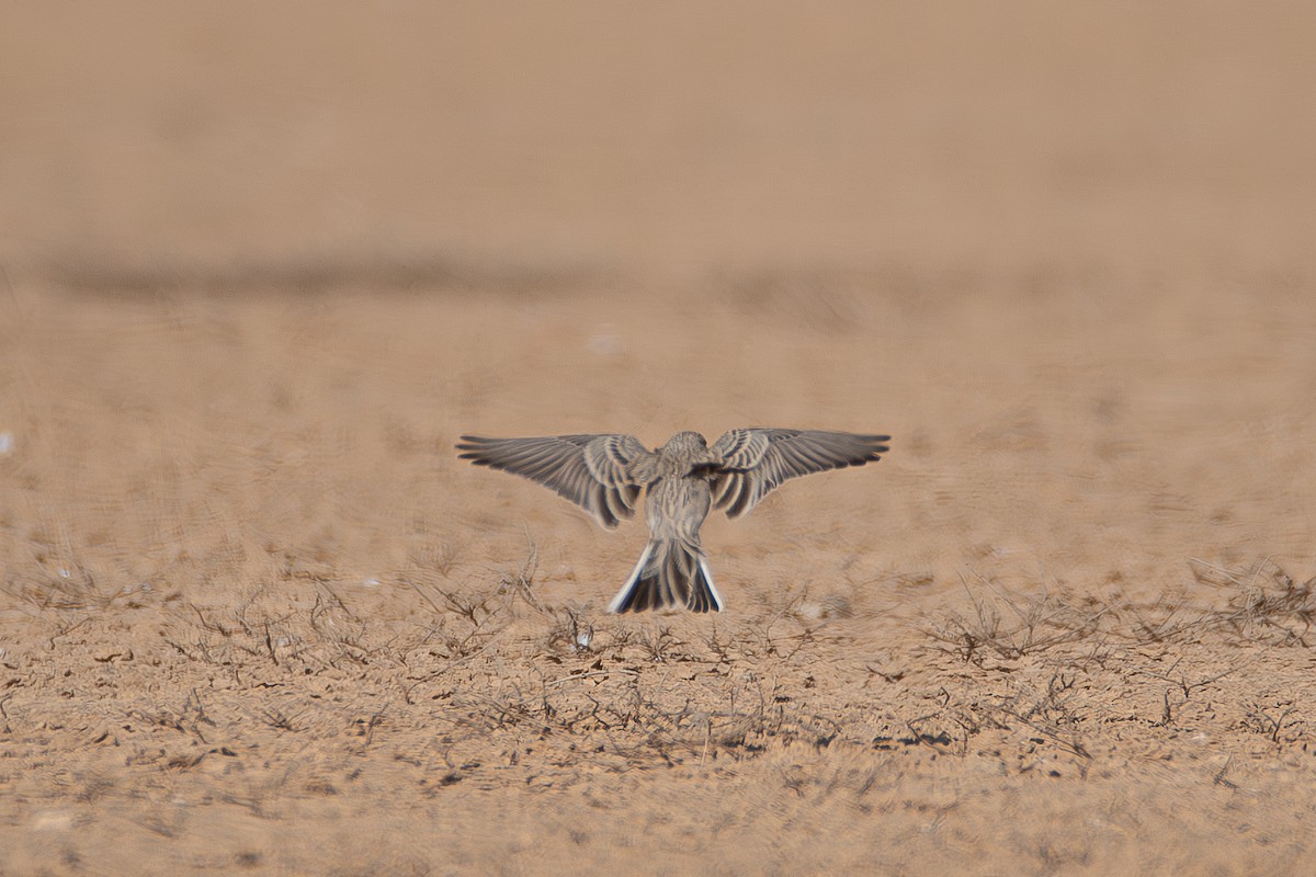 Mediterranean Short-toed Lark - ML626618595