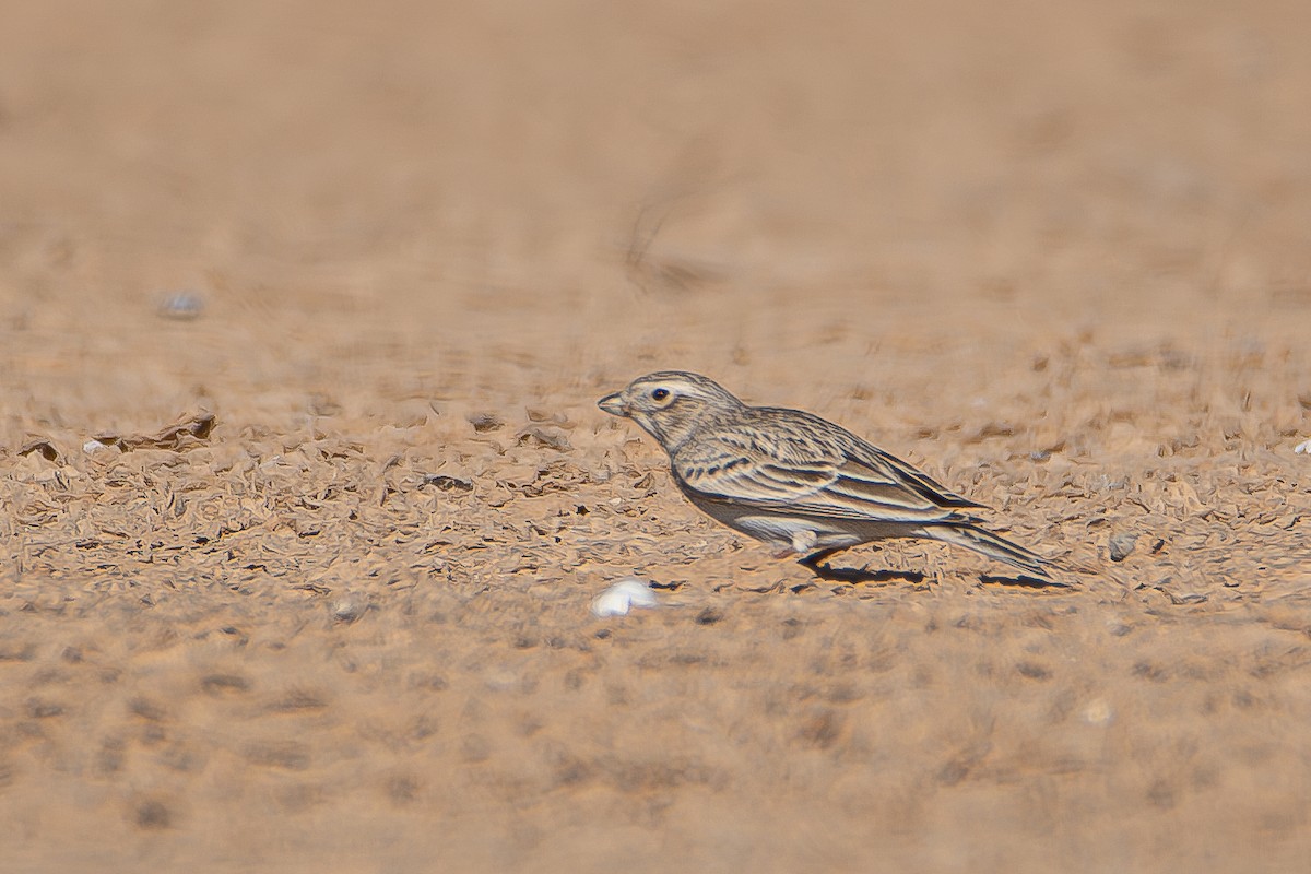 Mediterranean Short-toed Lark - ML626618596