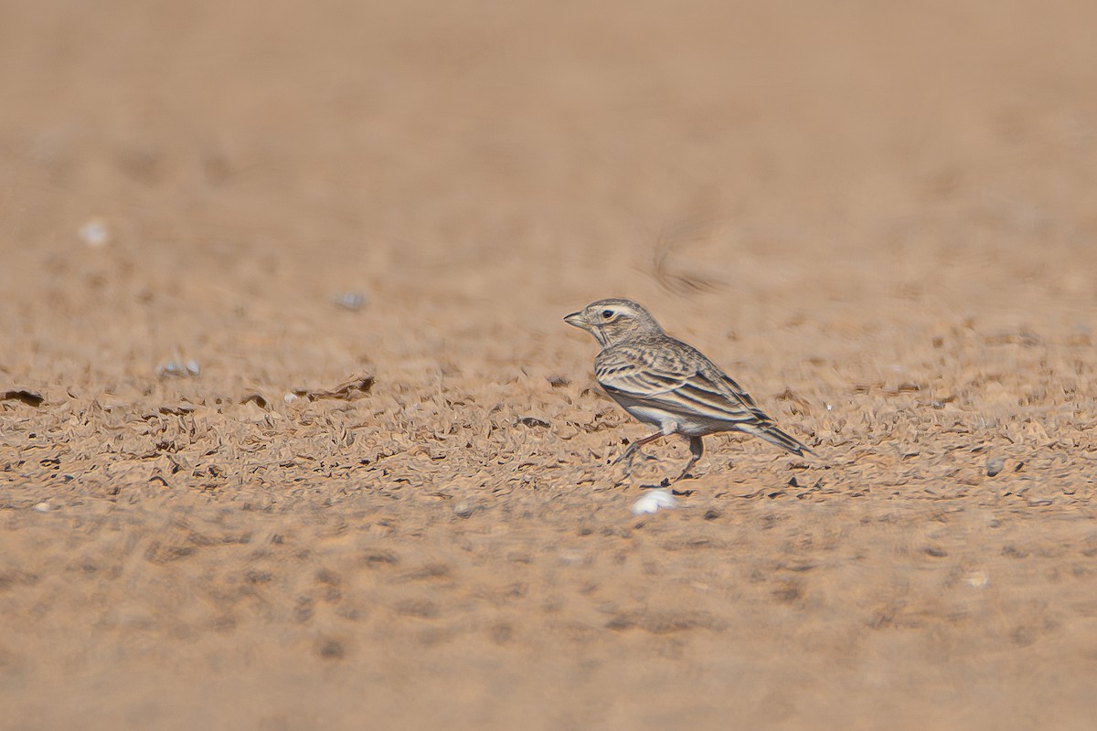 Mediterranean Short-toed Lark - ML626618597