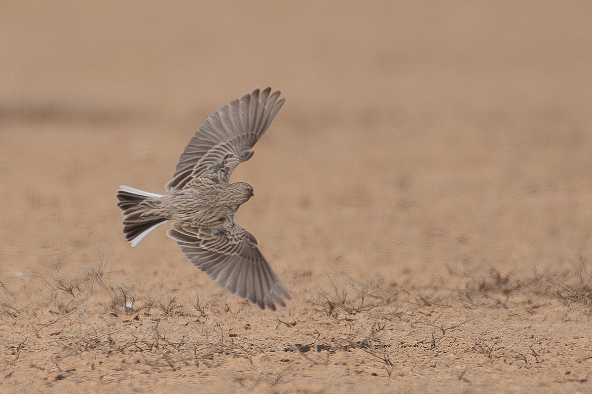 Mediterranean Short-toed Lark - ML626618599