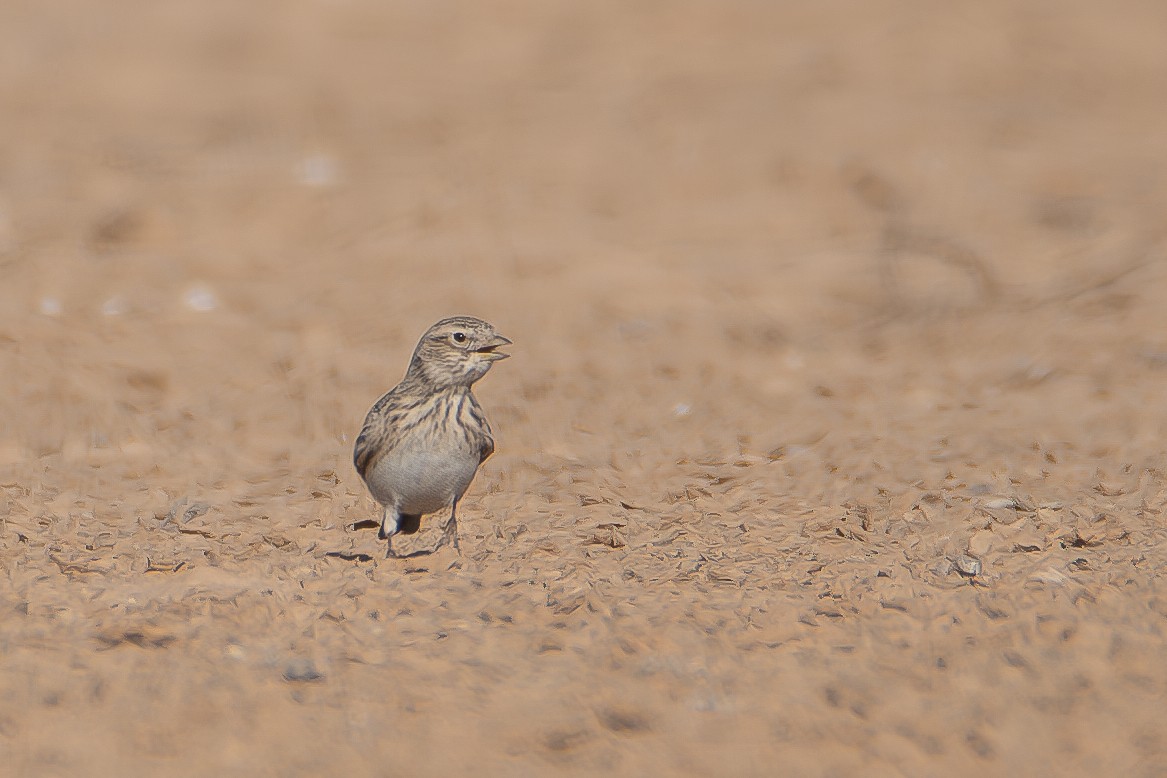 Mediterranean Short-toed Lark - ML626618619