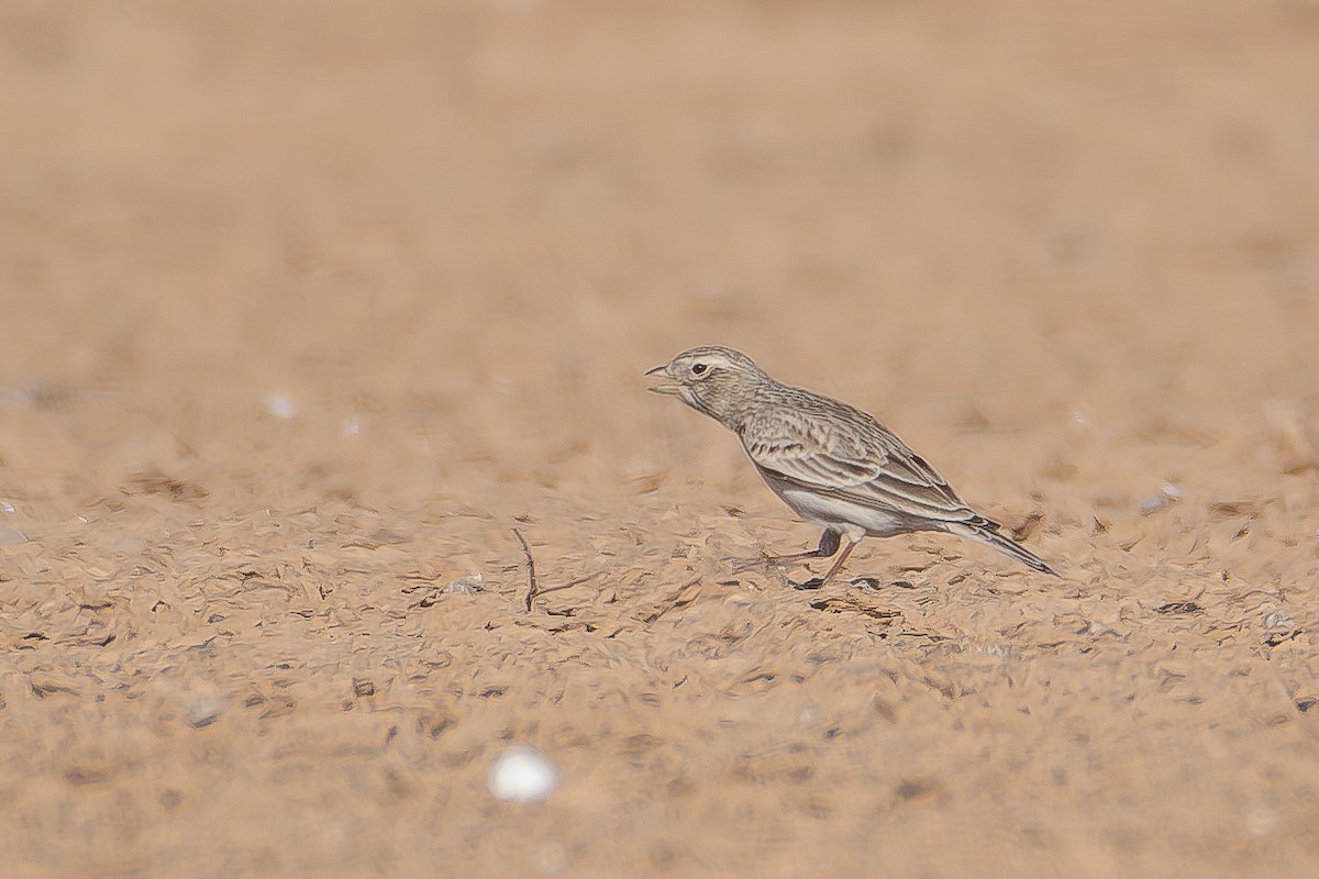 Mediterranean Short-toed Lark - ML626618620