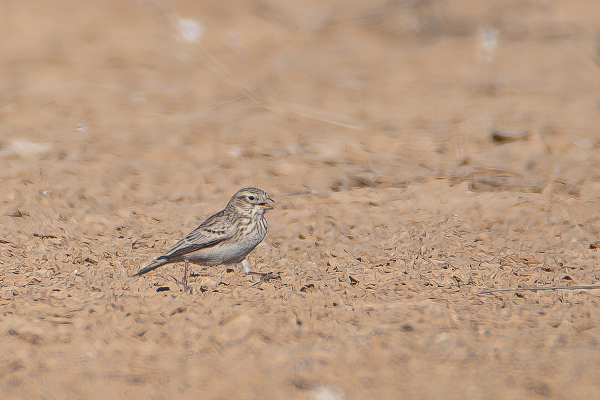 Mediterranean Short-toed Lark - ML626618621