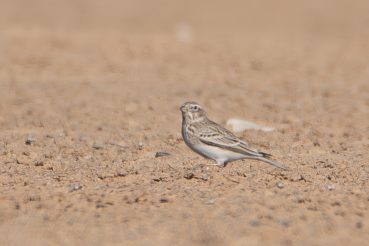 Mediterranean Short-toed Lark - ML626618622