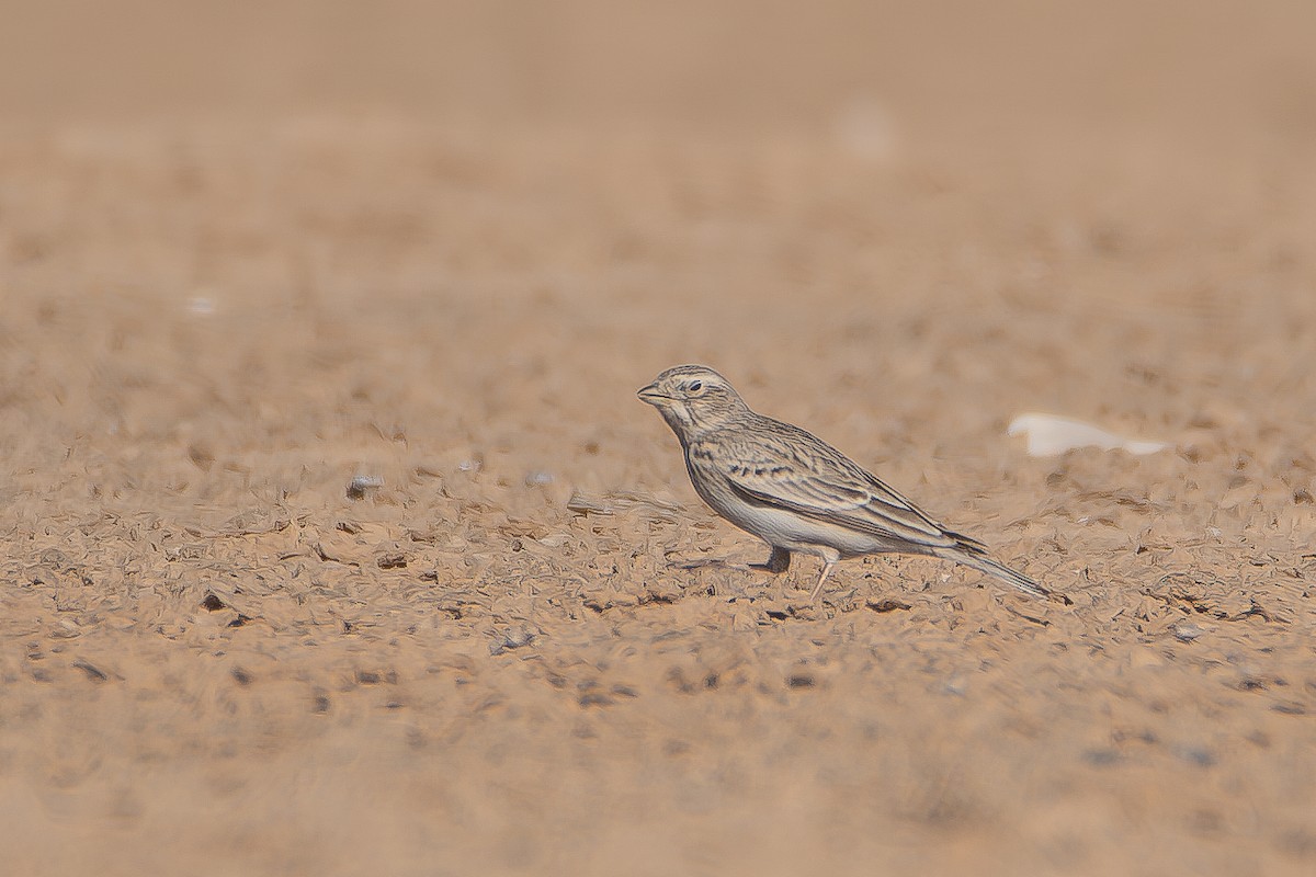 Mediterranean Short-toed Lark - ML626618623