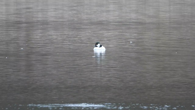 Bufflehead x Common Goldeneye (hybrid) - ML626618792