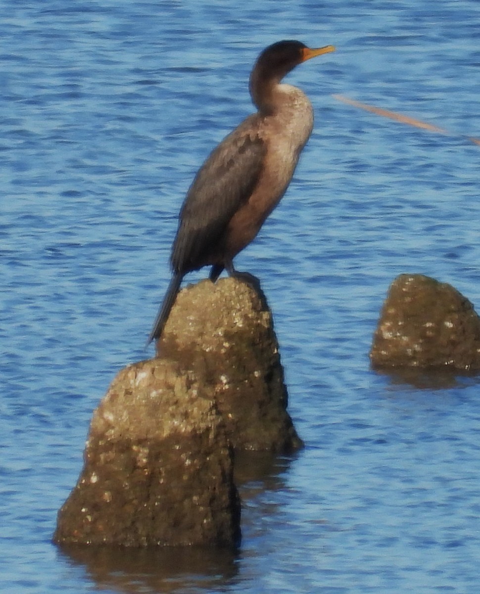 Double-crested Cormorant - ML626618857
