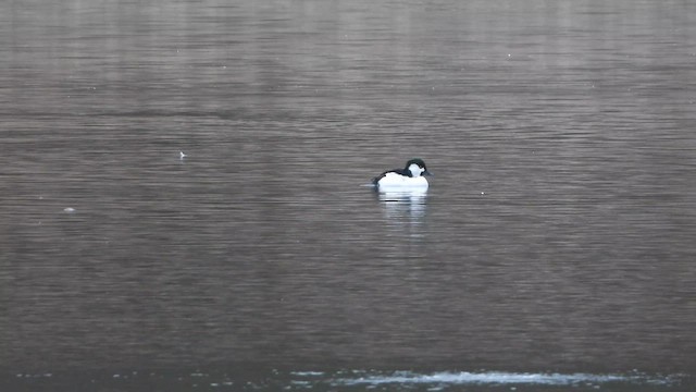 Bufflehead x Common Goldeneye (hybrid) - ML626618896