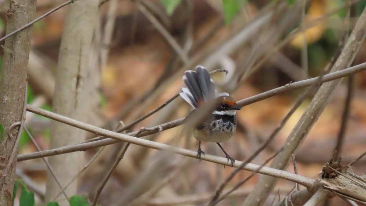 Arafura Fantail - ML626619082