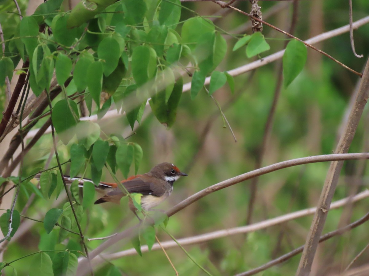 Arafura Fantail - ML626619151