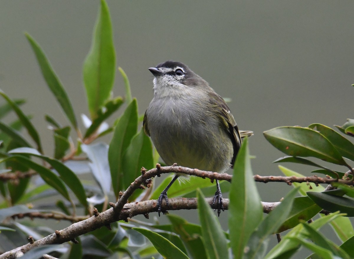 Mosquerito Serrano - ML626619246
