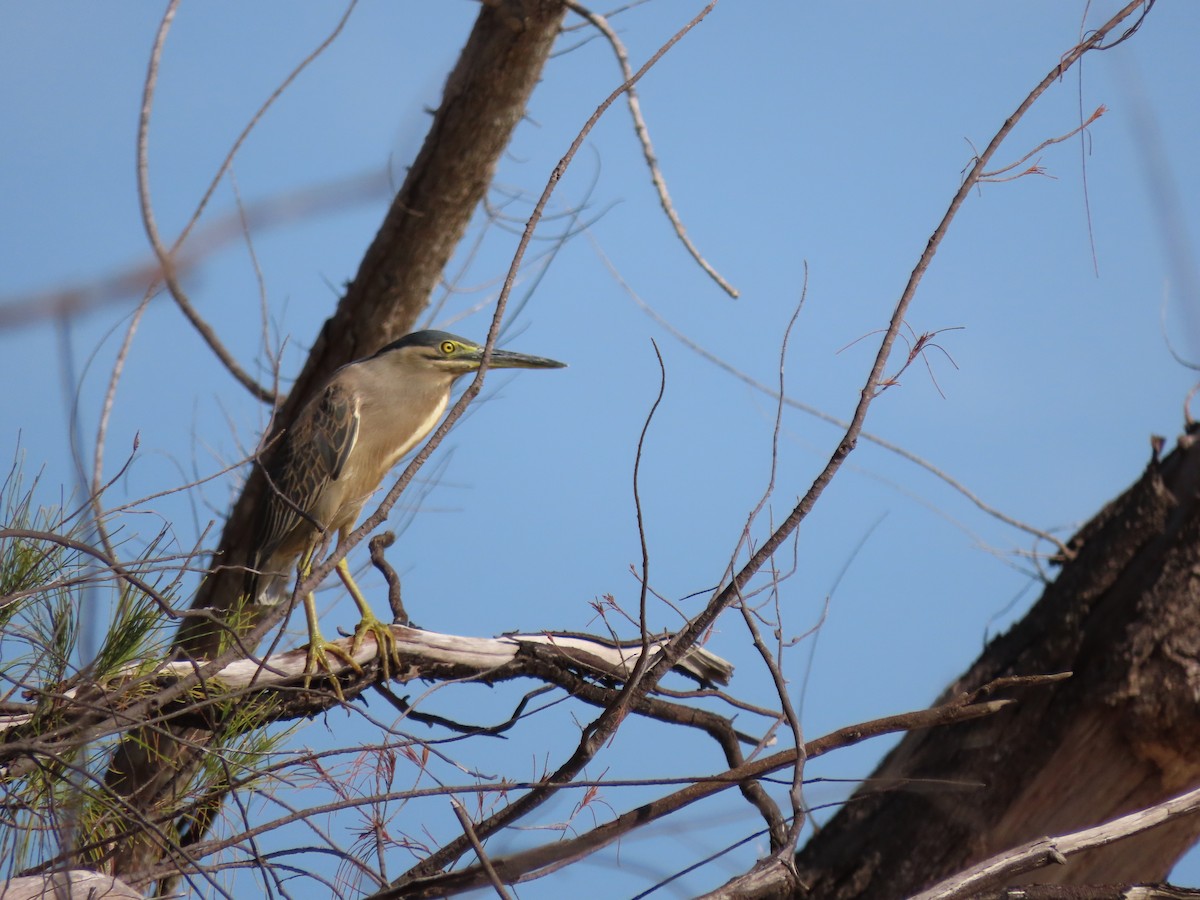 Striated Heron - ML626619346