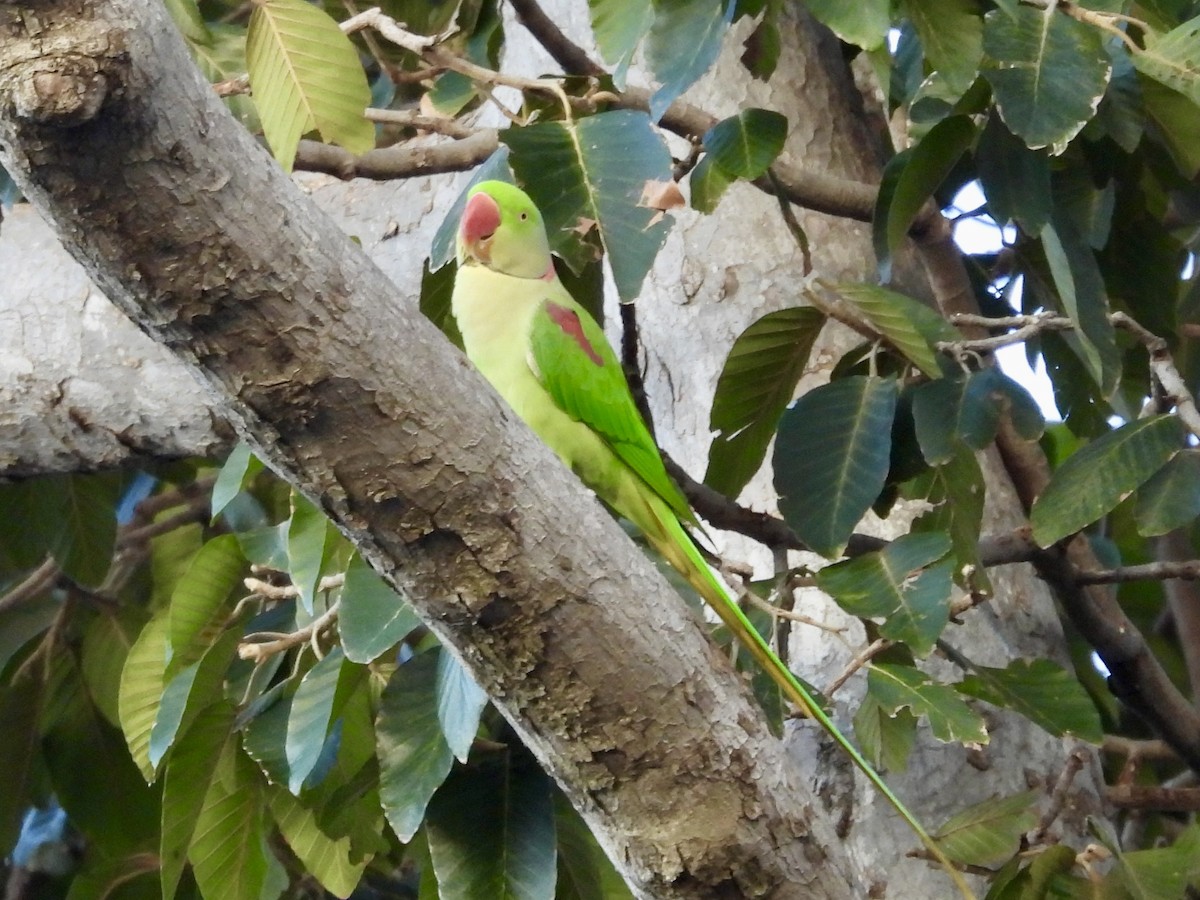 Alexandrine Parakeet - ML626619403