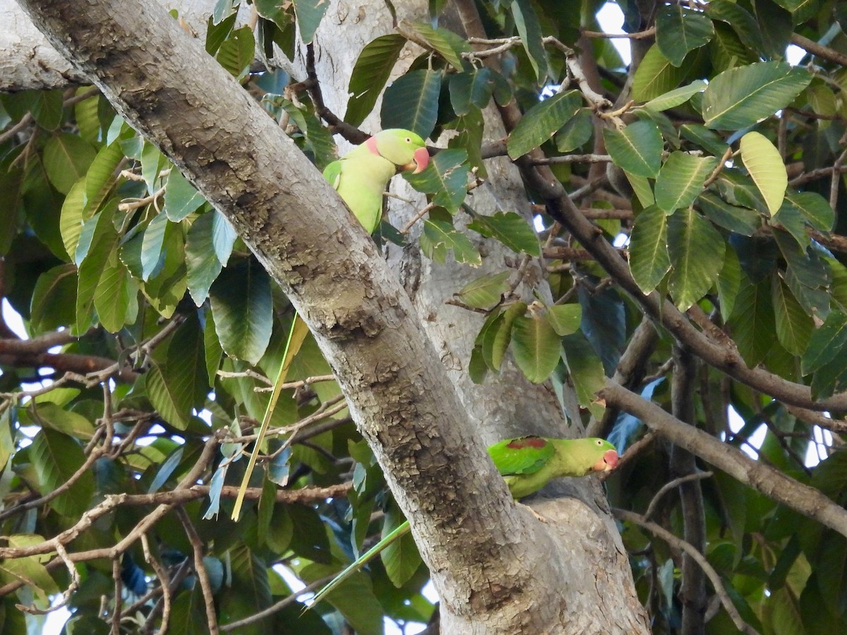 Alexandrine Parakeet - ML626619404