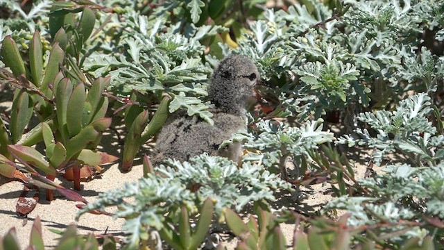 American Oystercatcher - ML626619474