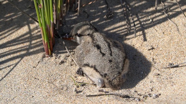 American Oystercatcher - ML626619569