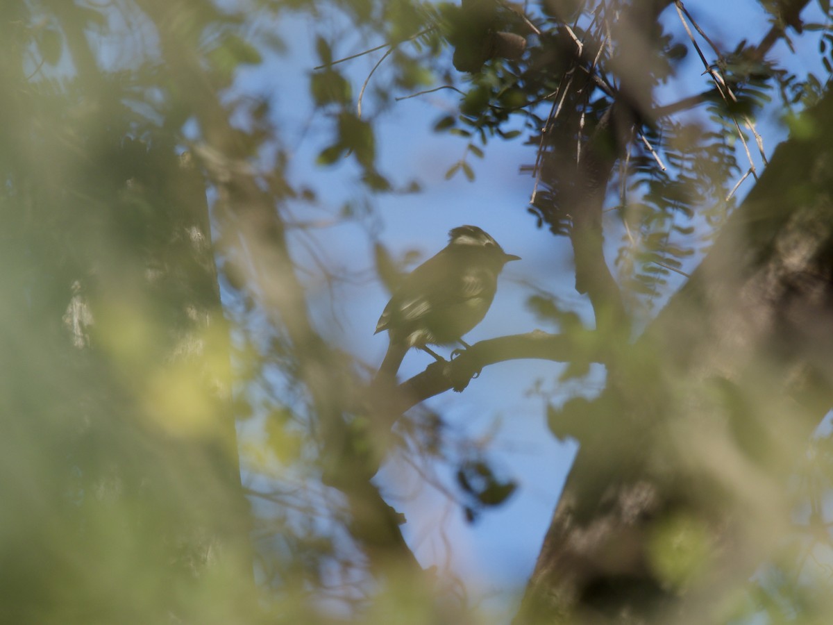 Northern Beardless-Tyrannulet - ML626619591