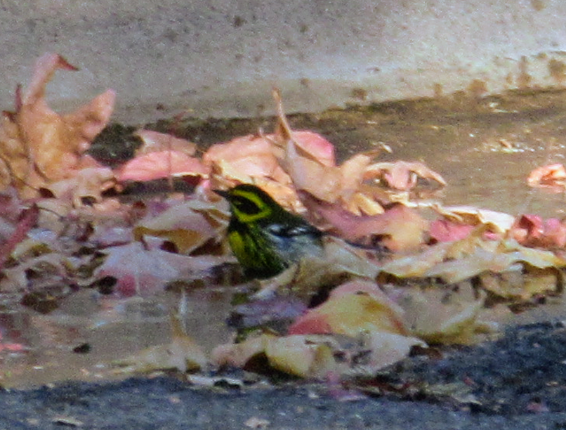 Townsend's Warbler - ML626619602