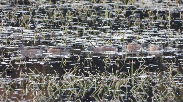 American Wigeon - ML626619606