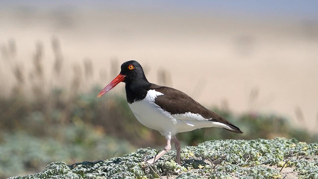 American Oystercatcher - ML626619672