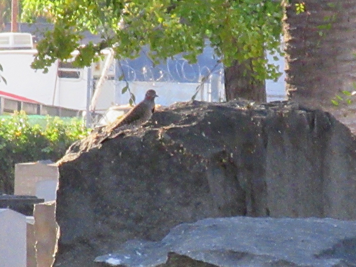 Northern Flicker (Red-shafted) - ML626619693